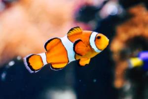 2022年卡塔尔世界杯亚洲区预选赛18强，激情与实力的较量世界杯亚洲区预选赛18强